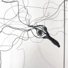 tete-oiseau-detail-carré.jpg