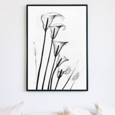 callas_01_transparence_30x40.jpg
